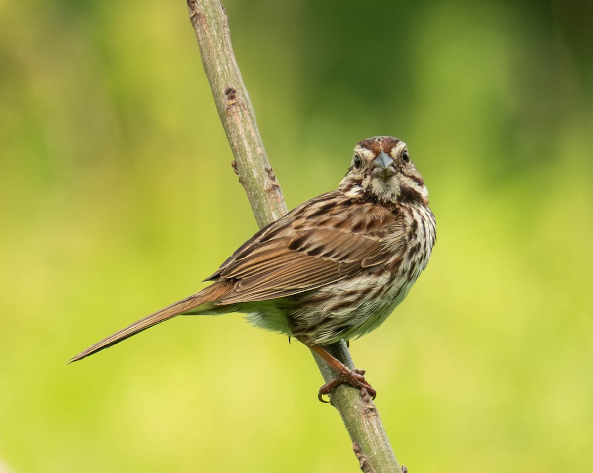 Song Sparrow - ML638598491