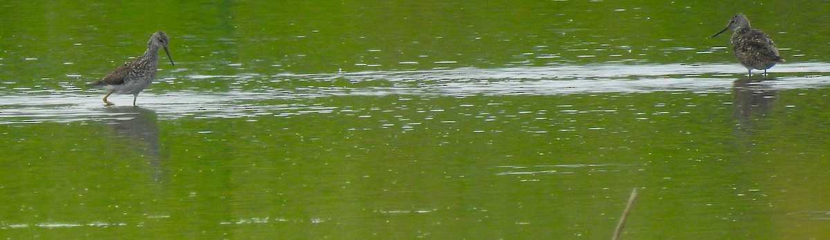 Einsiedelwasserläufer - ML638598497
