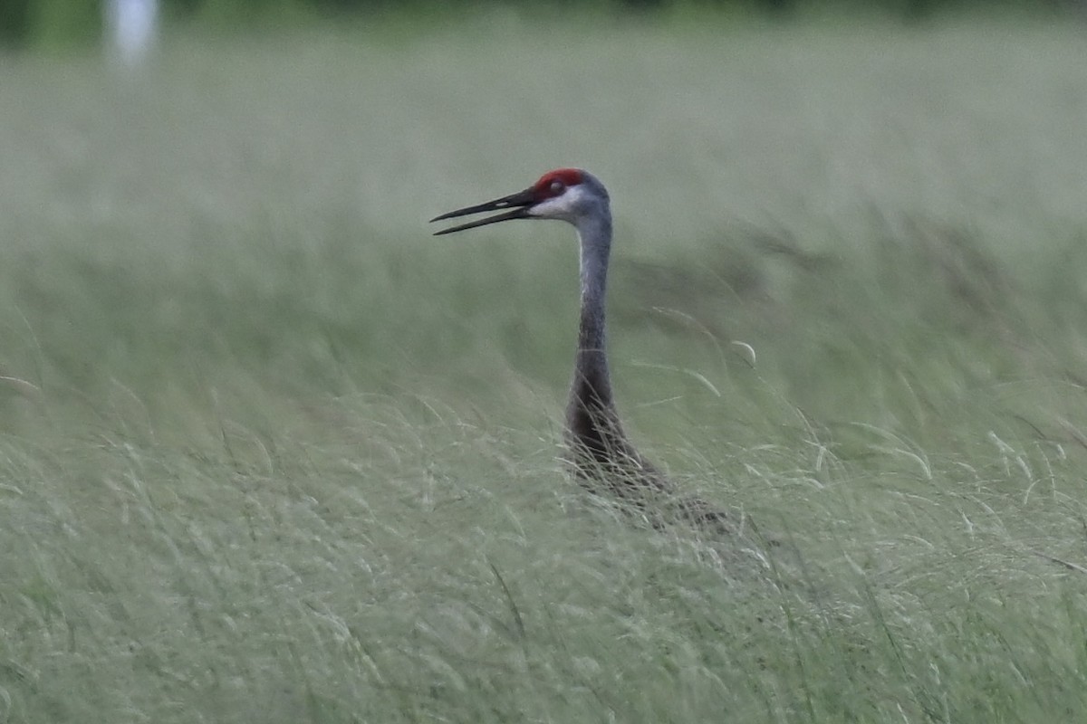 Grulla Canadiense - ML638598498