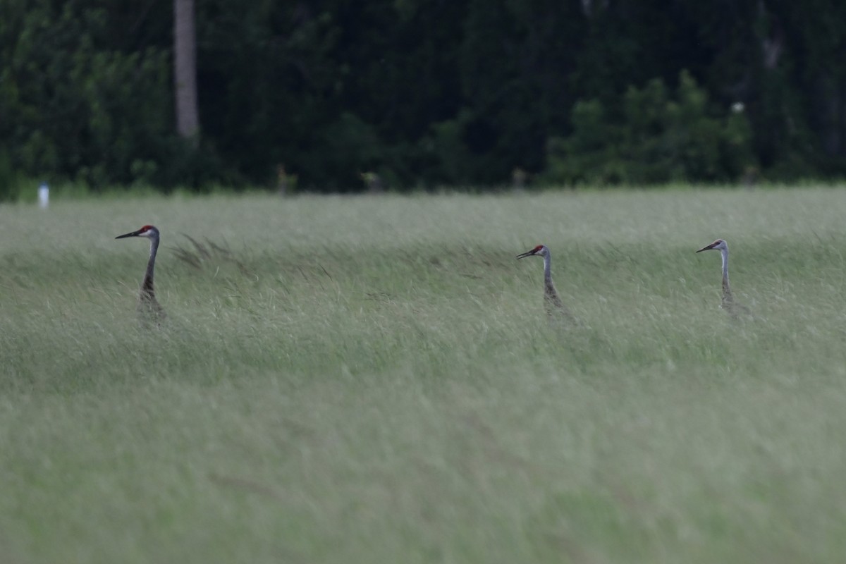 Grulla Canadiense - ML638598500