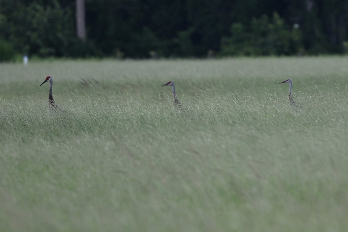 Grulla Canadiense - ML638598502