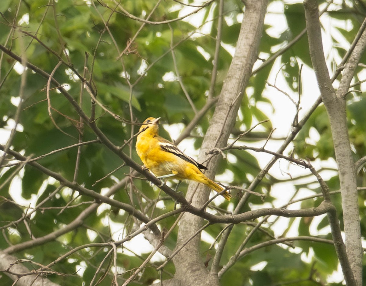 Baltimore Oriole - ML638598504