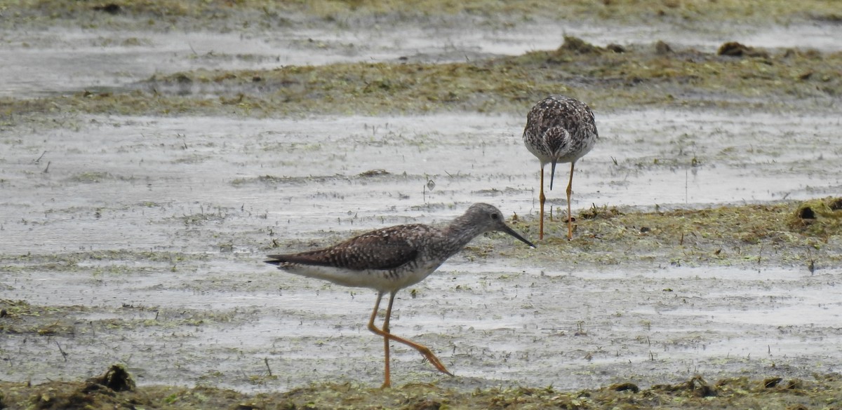 Lesser Yellowlegs - ML638598507