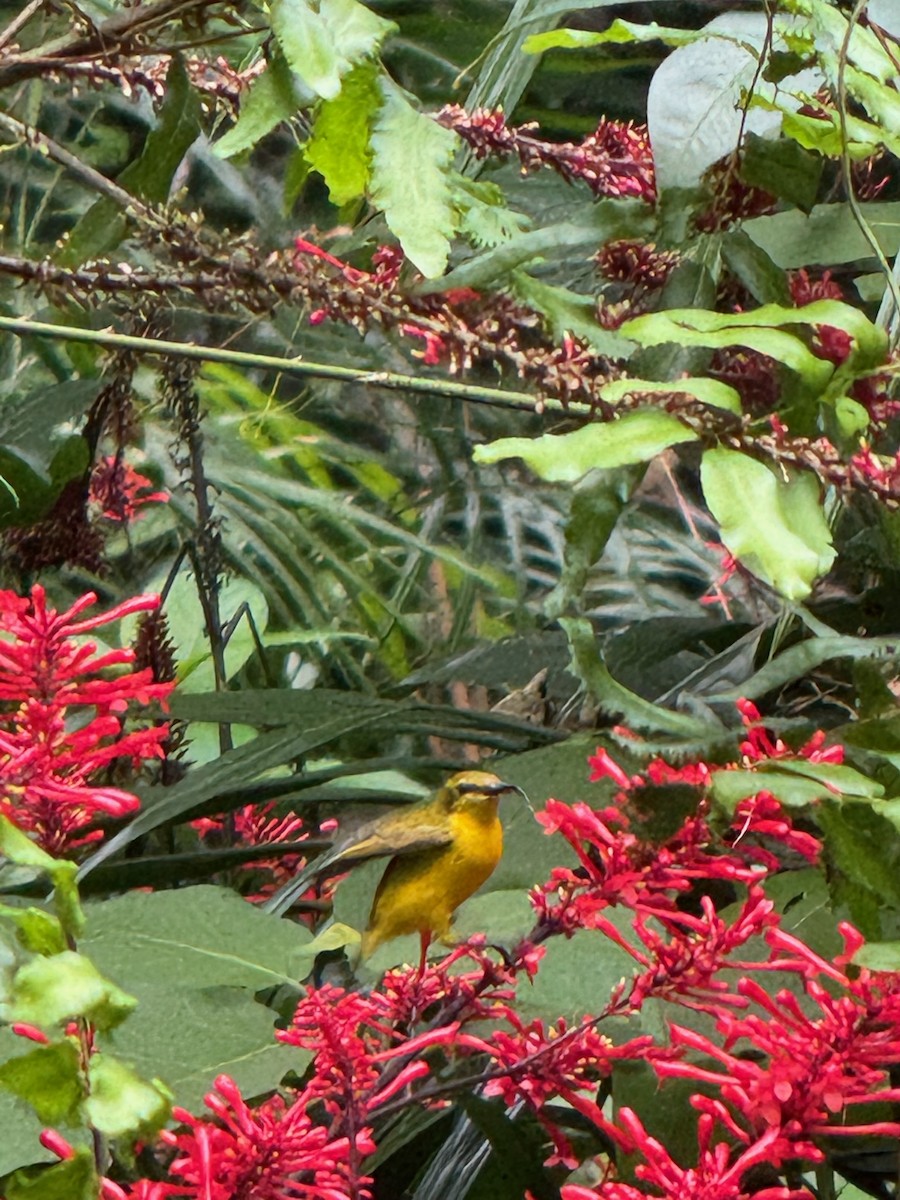 Sahul Sunbird - ML638598510
