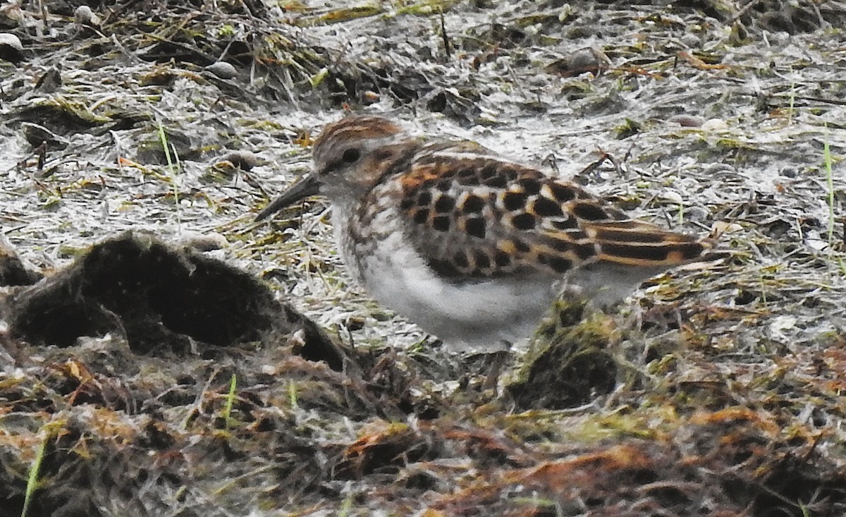 Least Sandpiper - ML638598528