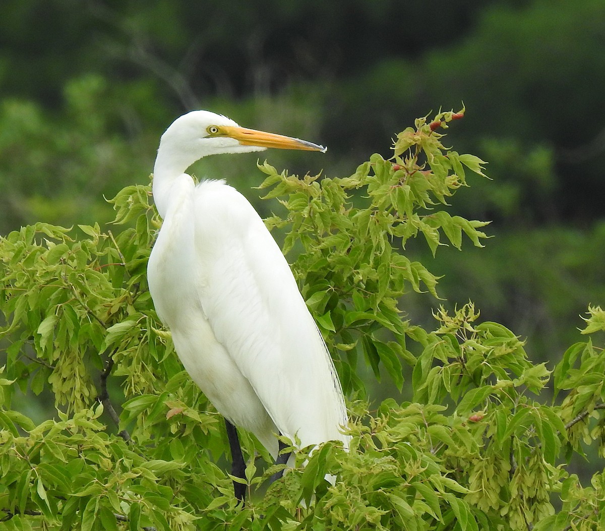 Great Egret - ML638598540