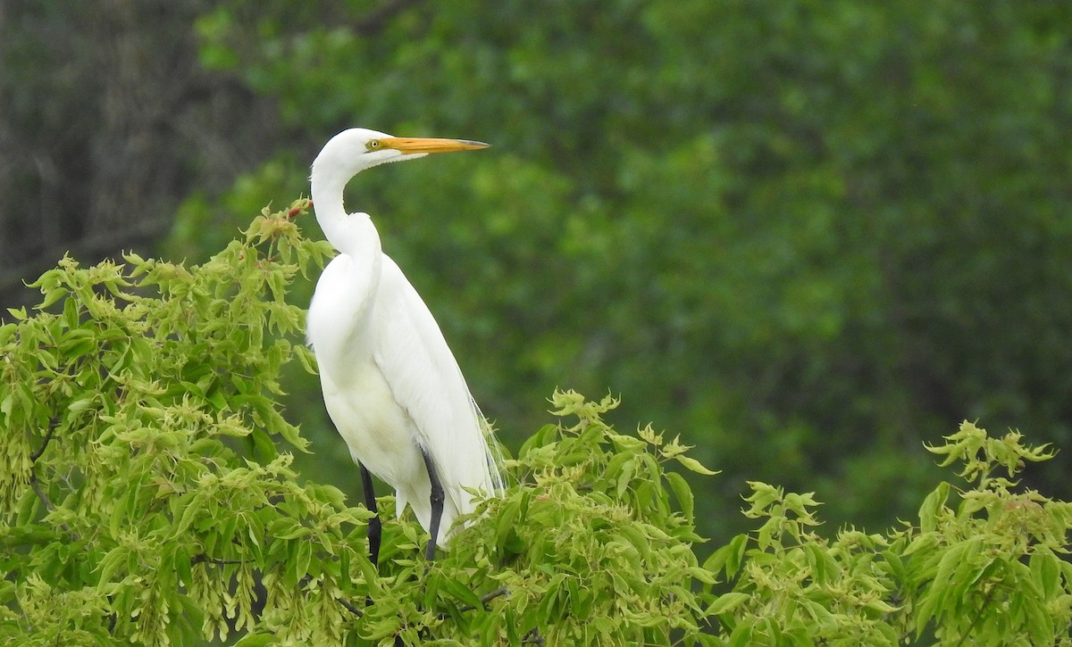 Great Egret - ML638598541