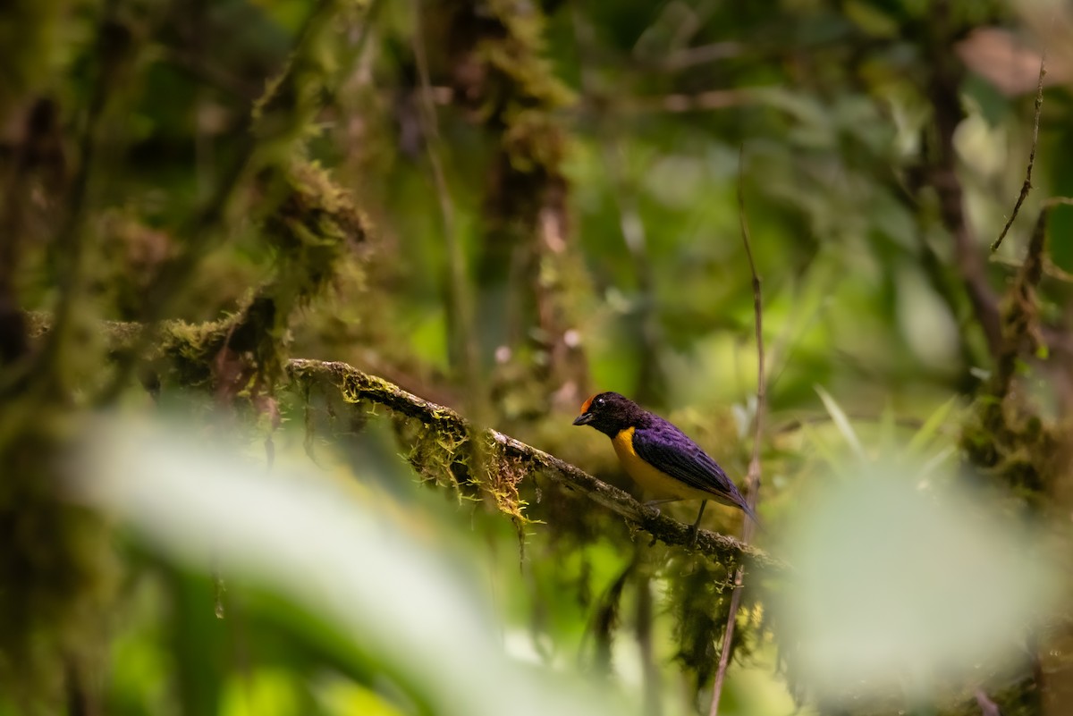 Tawny-capped Euphonia - ML638598545
