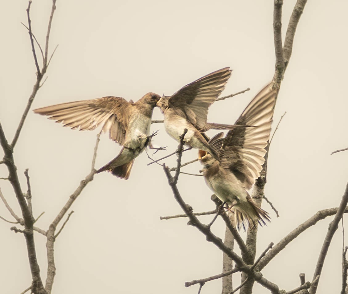 Northern Rough-winged Swallow - ML638598546