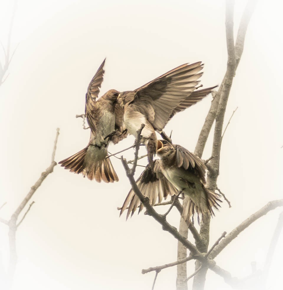 Northern Rough-winged Swallow - ML638598547