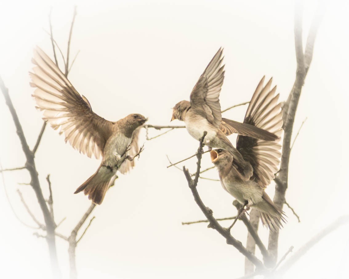 Northern Rough-winged Swallow - ML638598549
