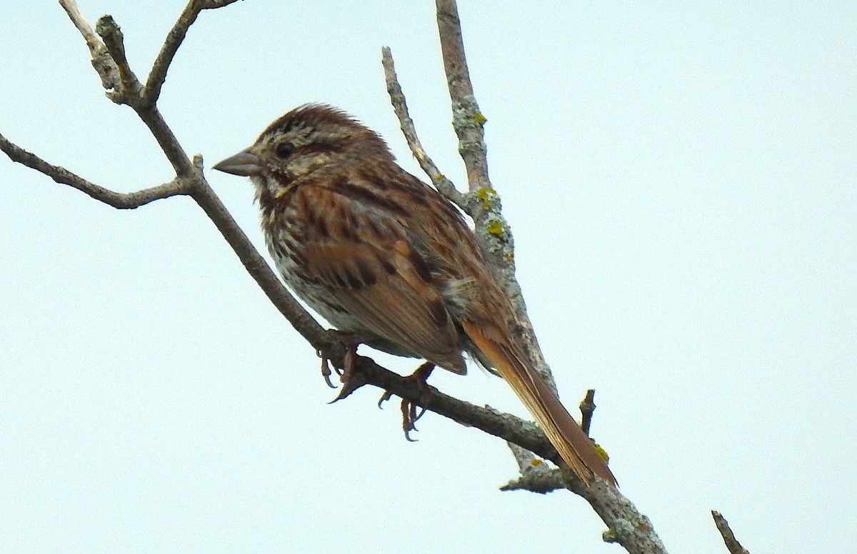 Song Sparrow - ML638598574