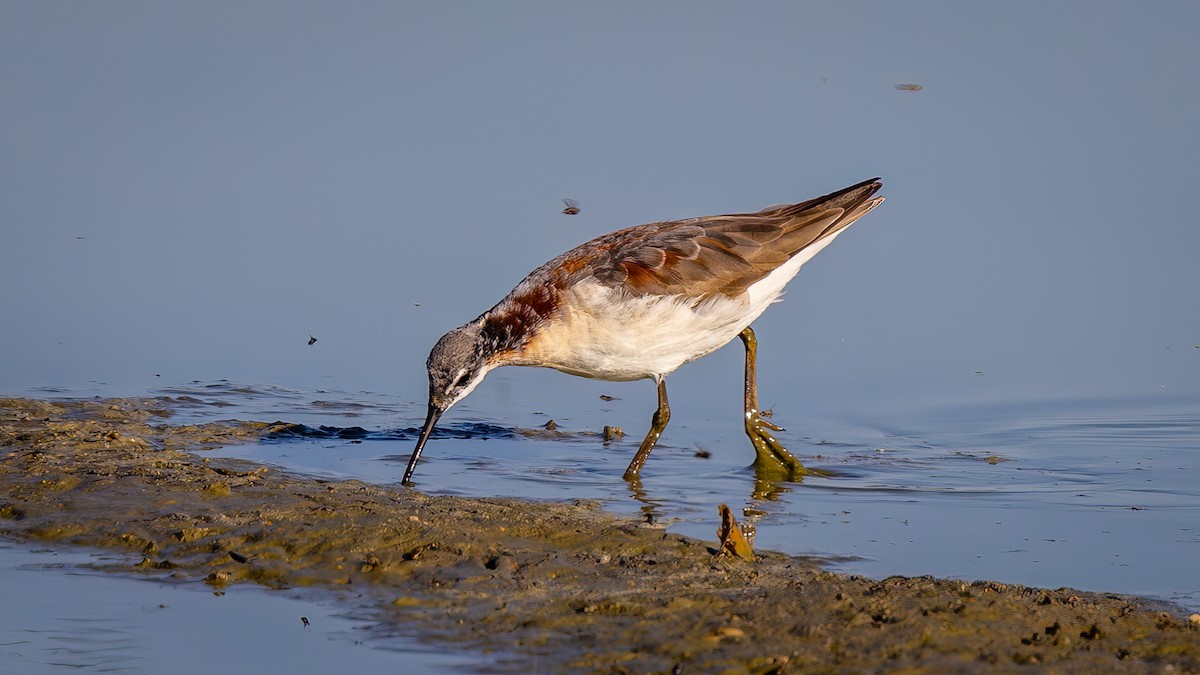 Wilson's Phalarope - ML638598576