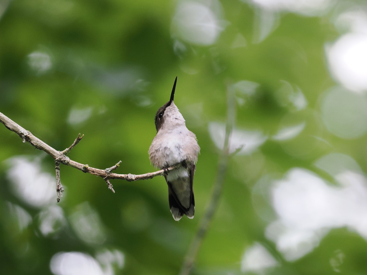 Colibrí Gorjirrubí - ML638598585