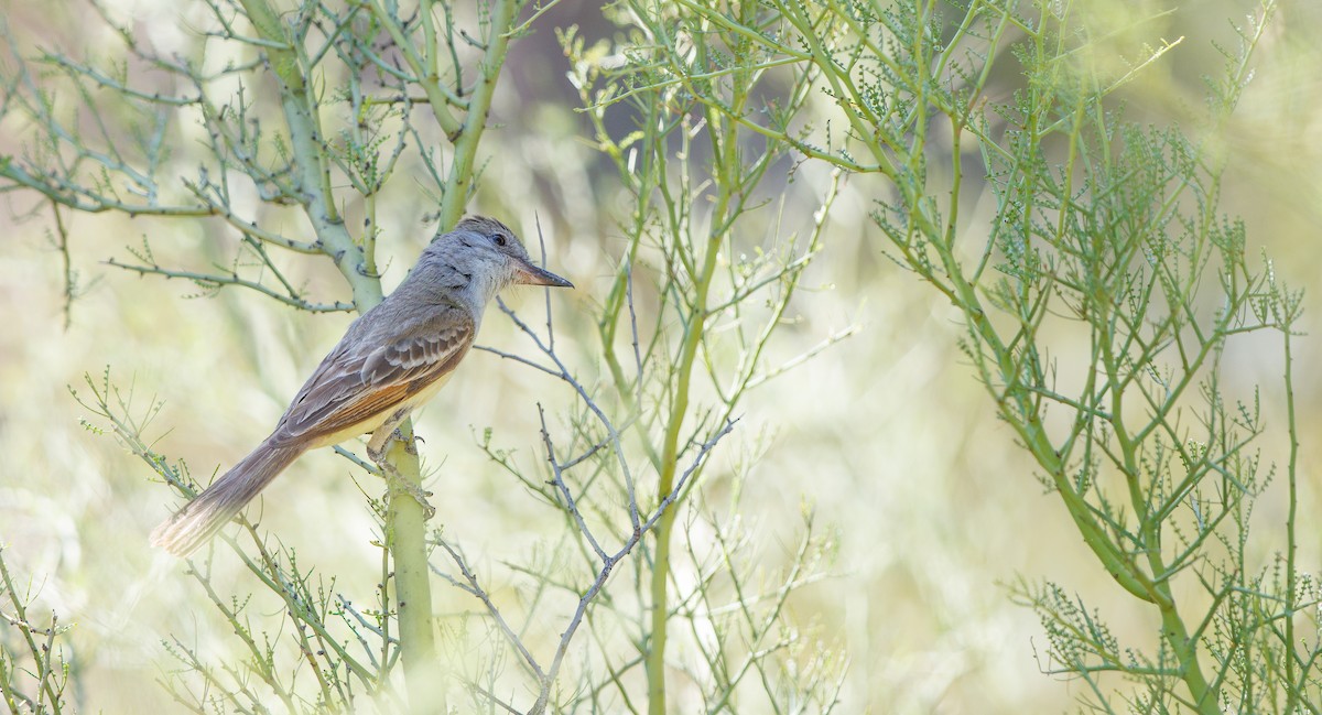 Brown-crested Flycatcher - ML638598612