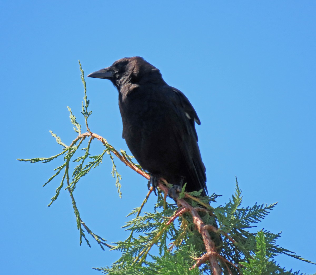 American Crow - ML638598626