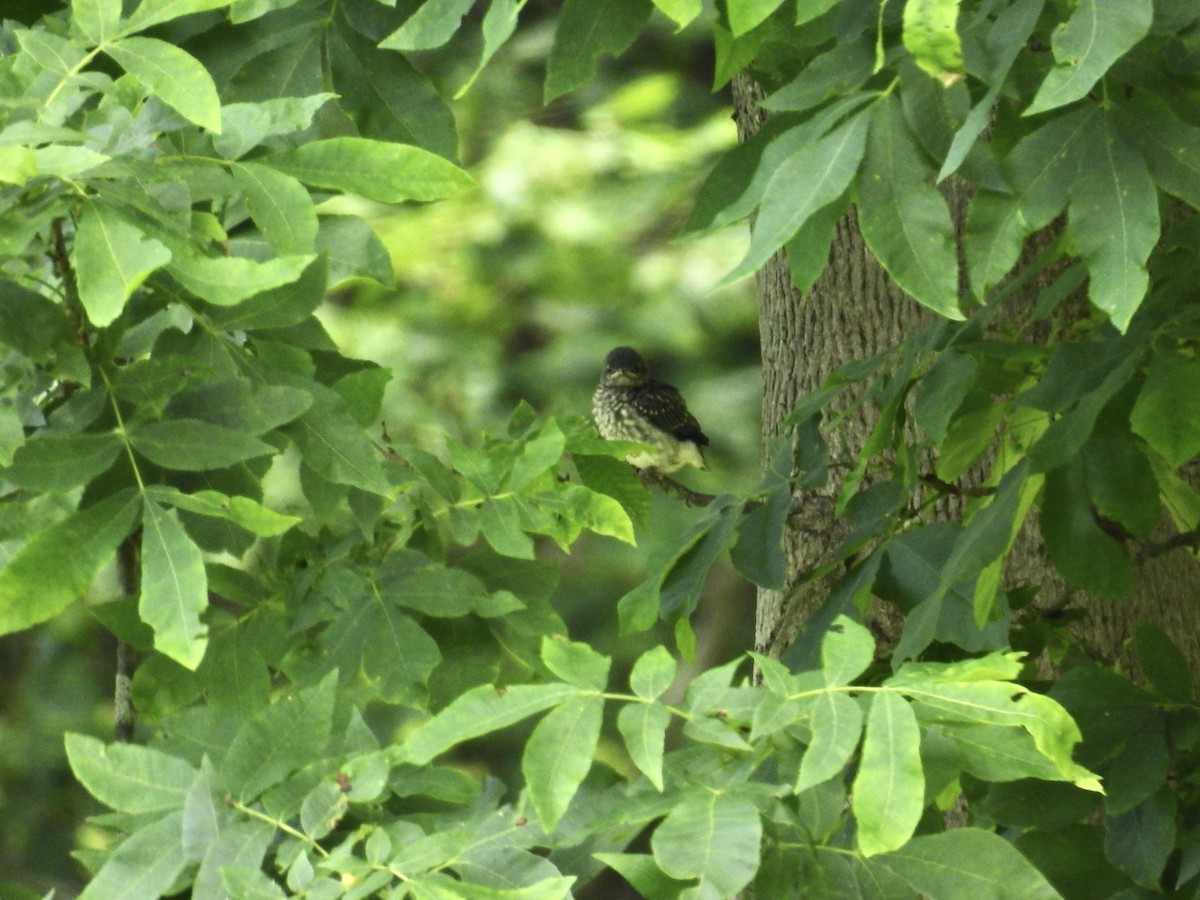 Eastern Bluebird - ML638598631