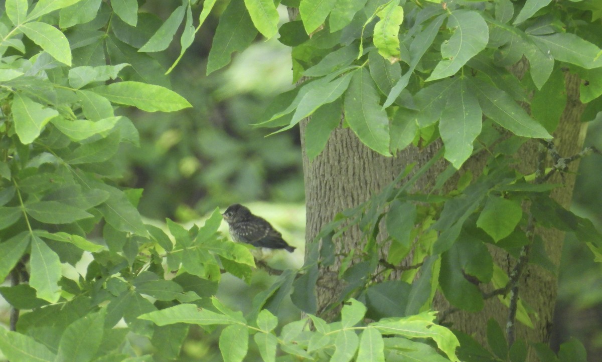 Eastern Bluebird - ML638598633