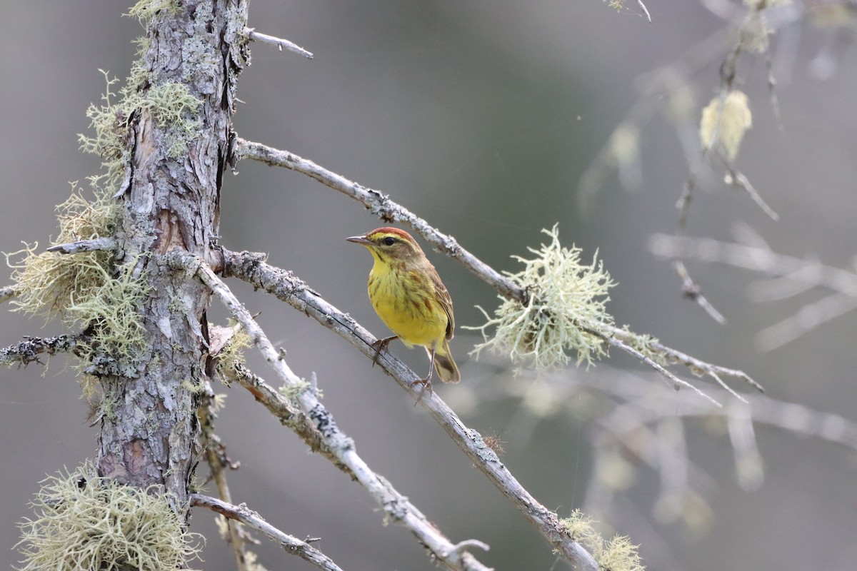 Palm Warbler - ML638598636