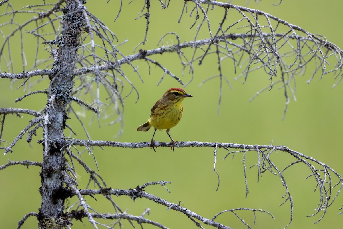 Palm Warbler - ML638598640