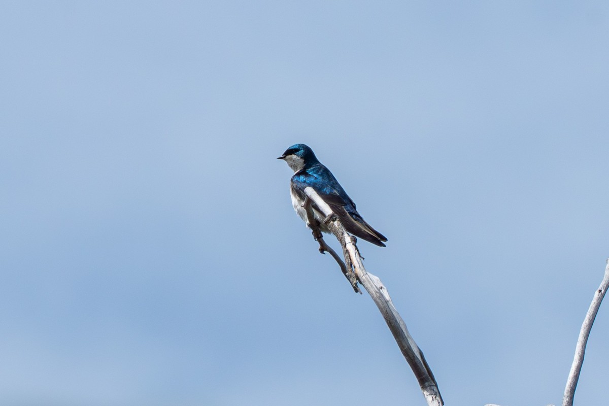 Tree Swallow - ML638598665