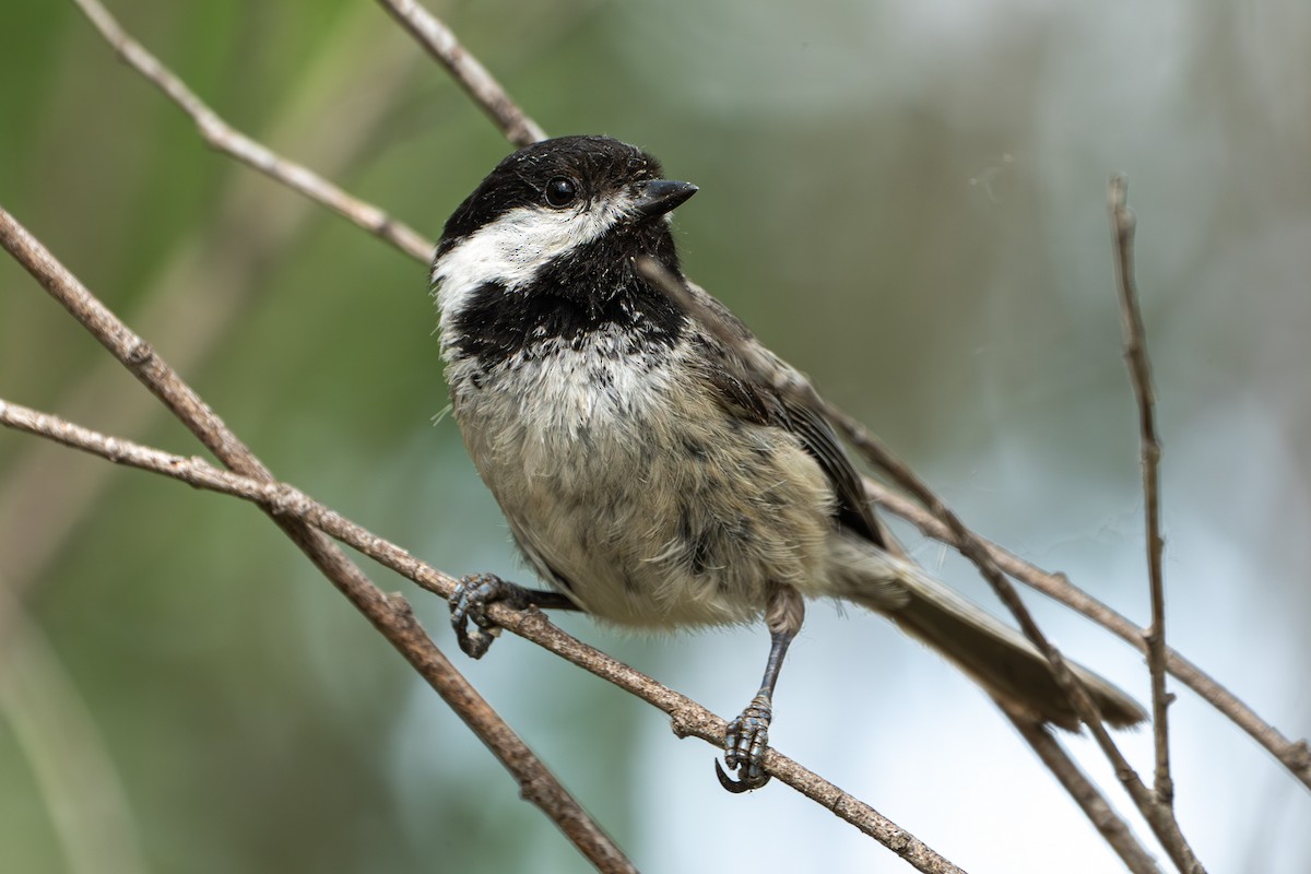 Black-capped Chickadee - ML638598669