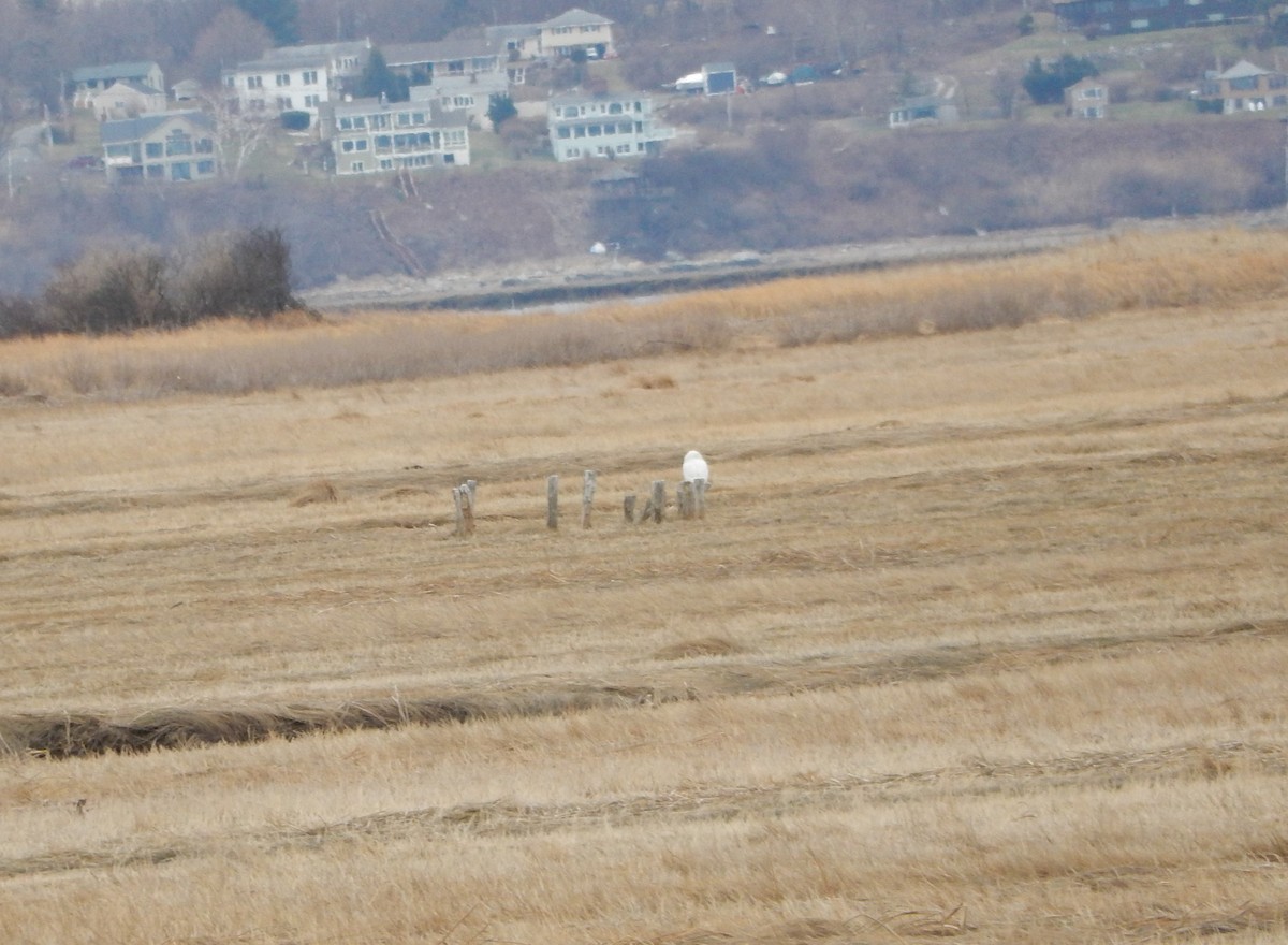 Snowy Owl - ML638598675