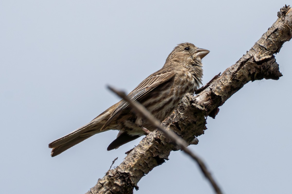 House Finch - ML638598680