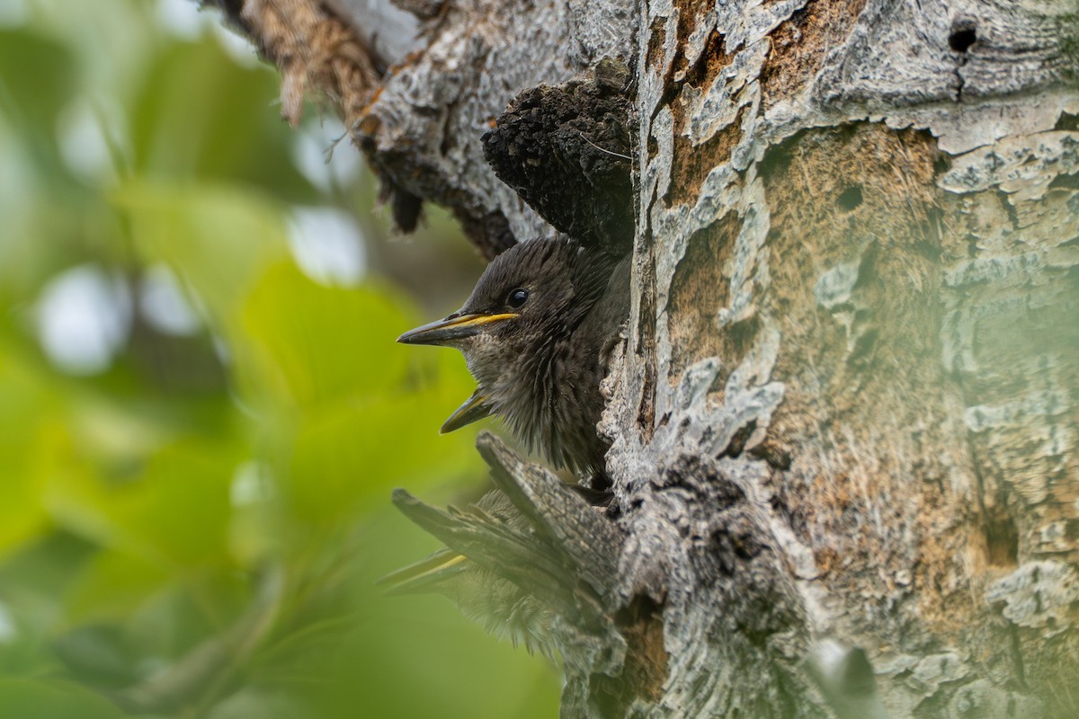 European Starling - ML638598694