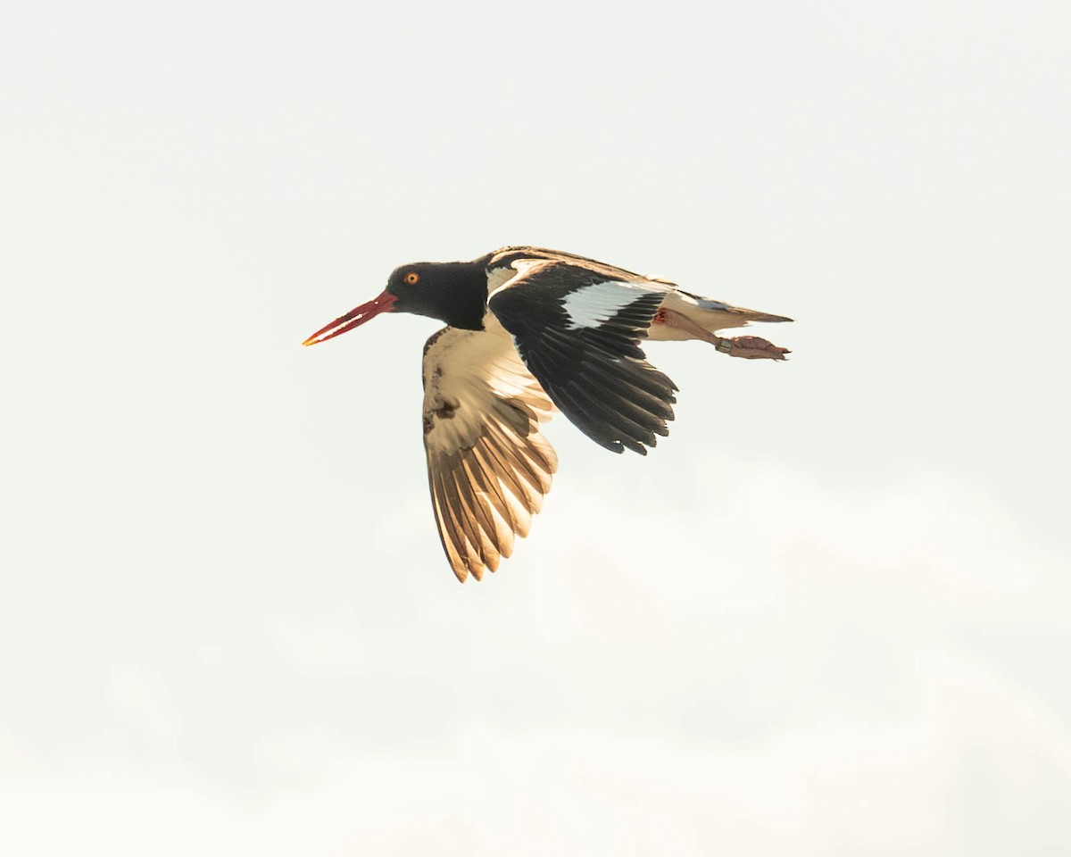 American Oystercatcher - ML638598704