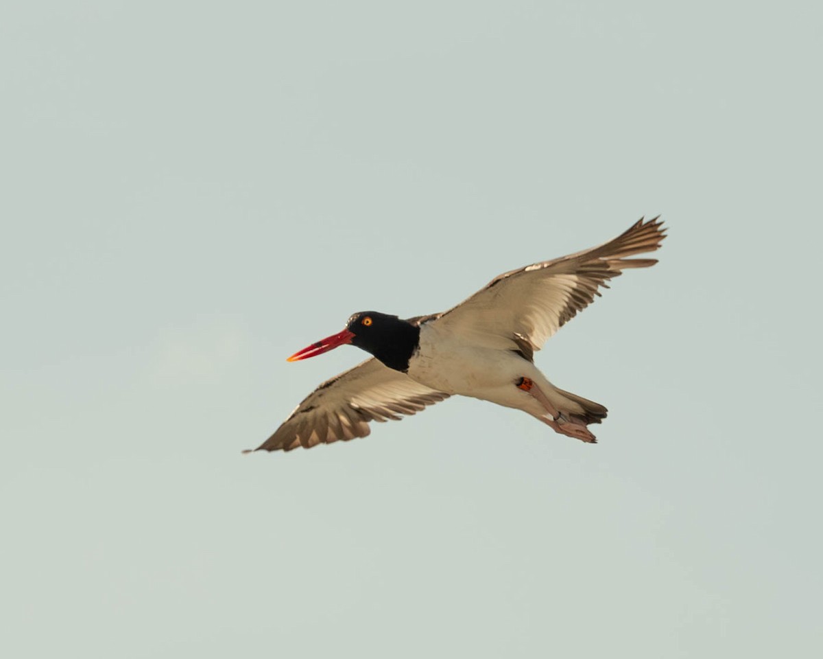 American Oystercatcher - ML638598705