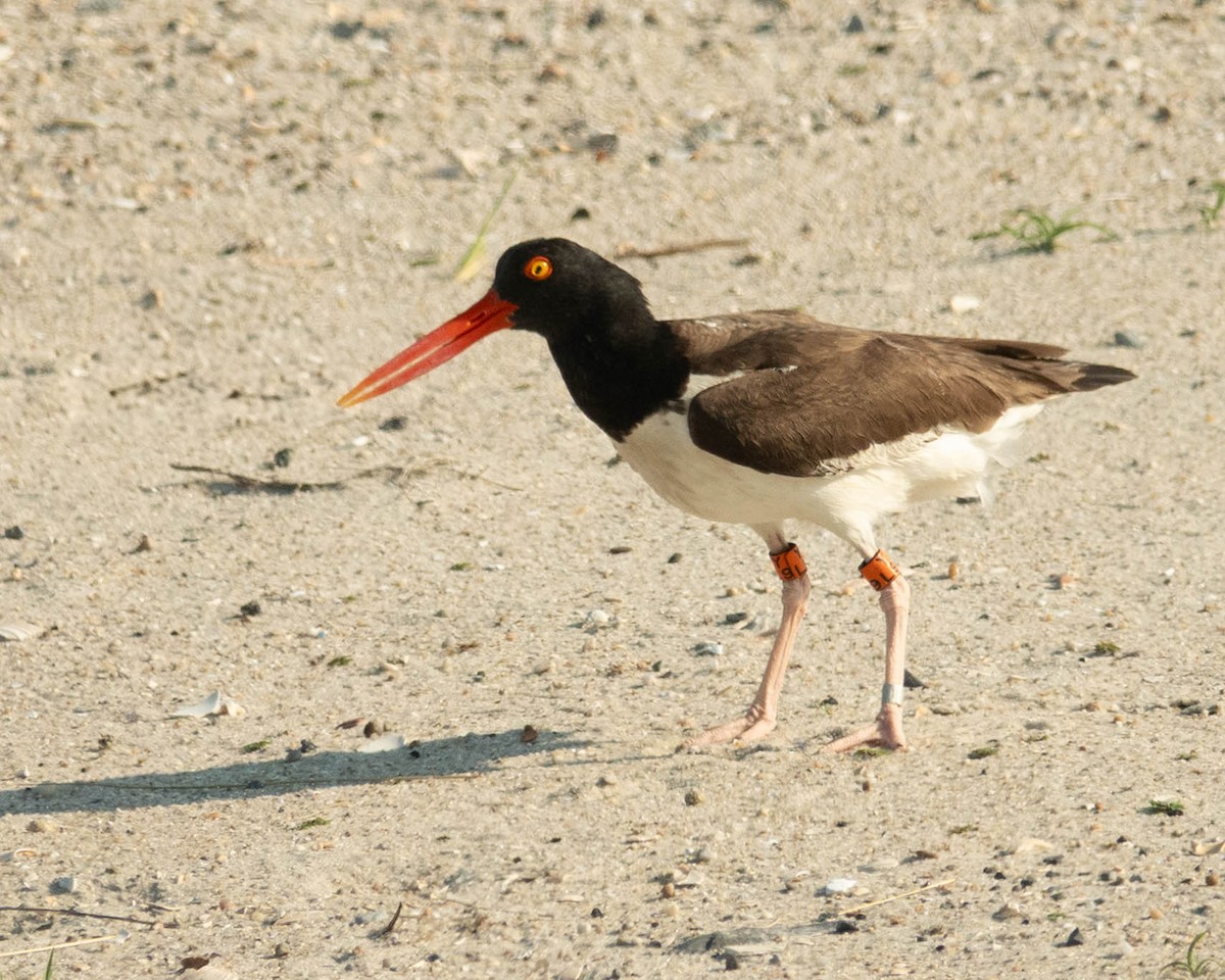 American Oystercatcher - ML638598706