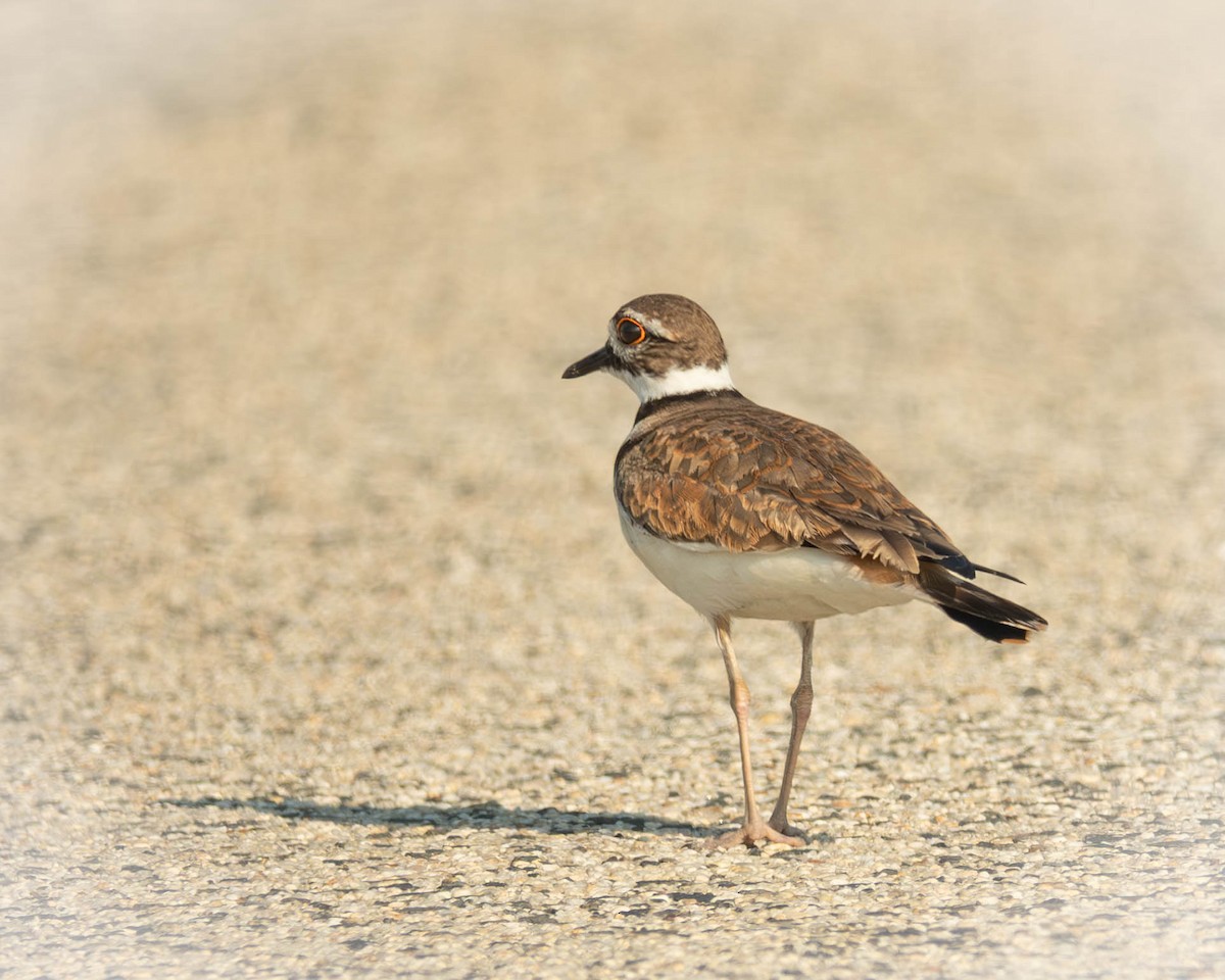 Killdeer - ML638598718