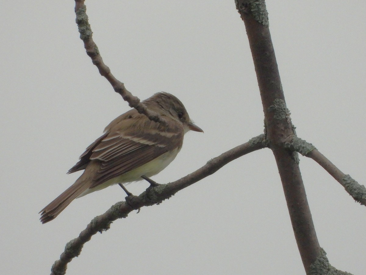 Willow Flycatcher - ML638598719