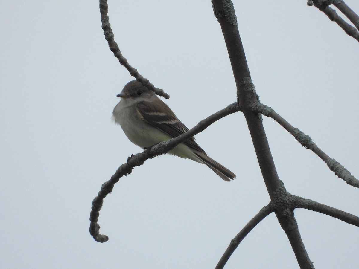 Willow Flycatcher - ML638598720