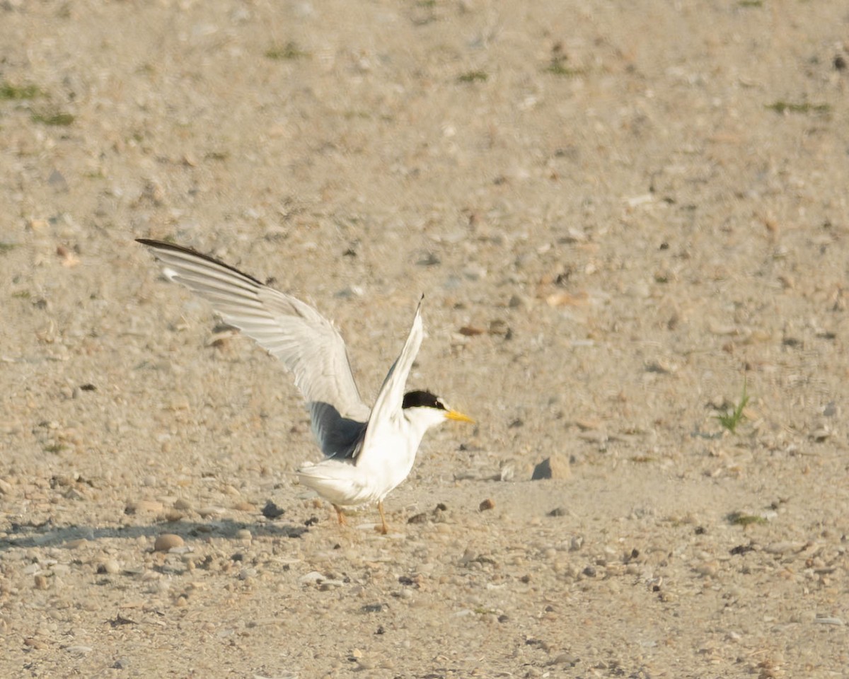 Least Tern - ML638598724