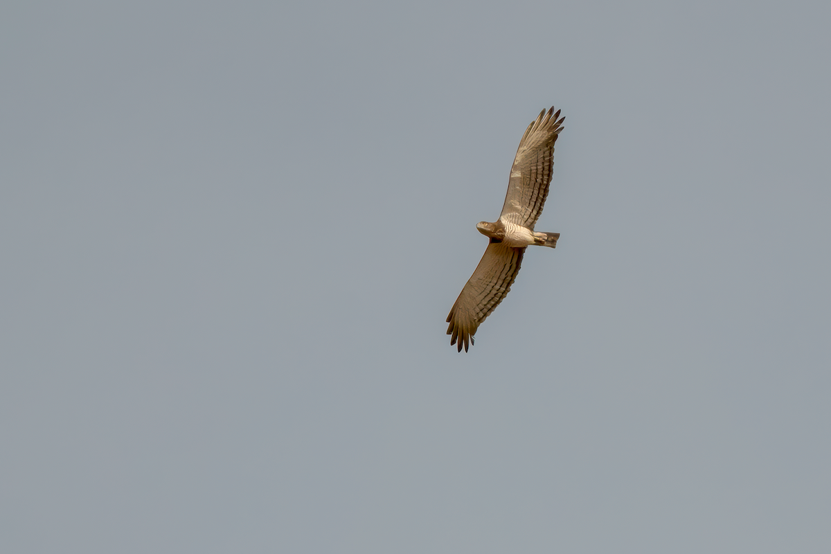 Beaudouin's Snake-Eagle - ML638598759