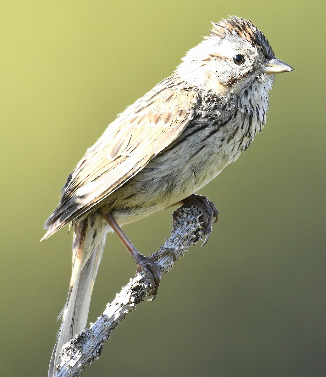 Lincoln's Sparrow - ML638598766