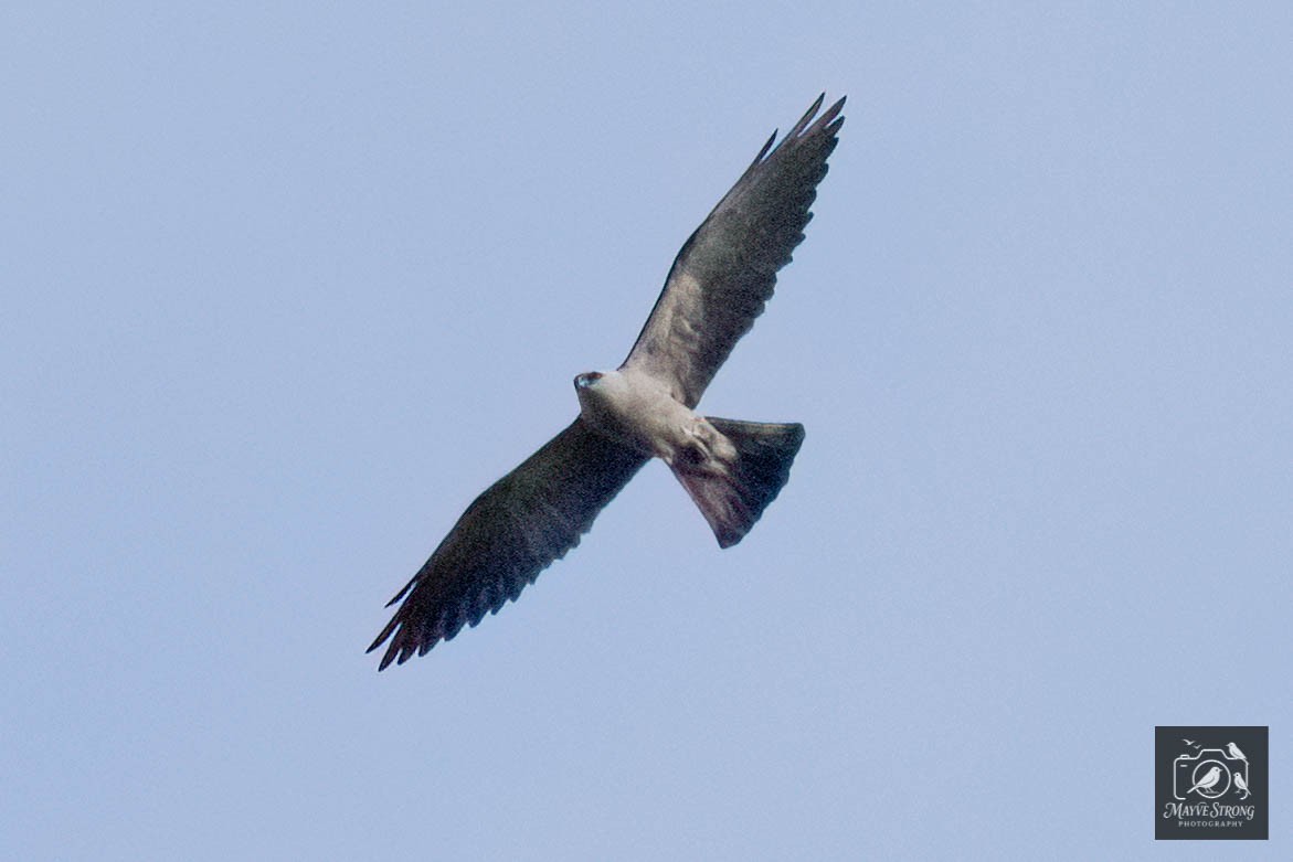 Mississippi Kite - ML638598770