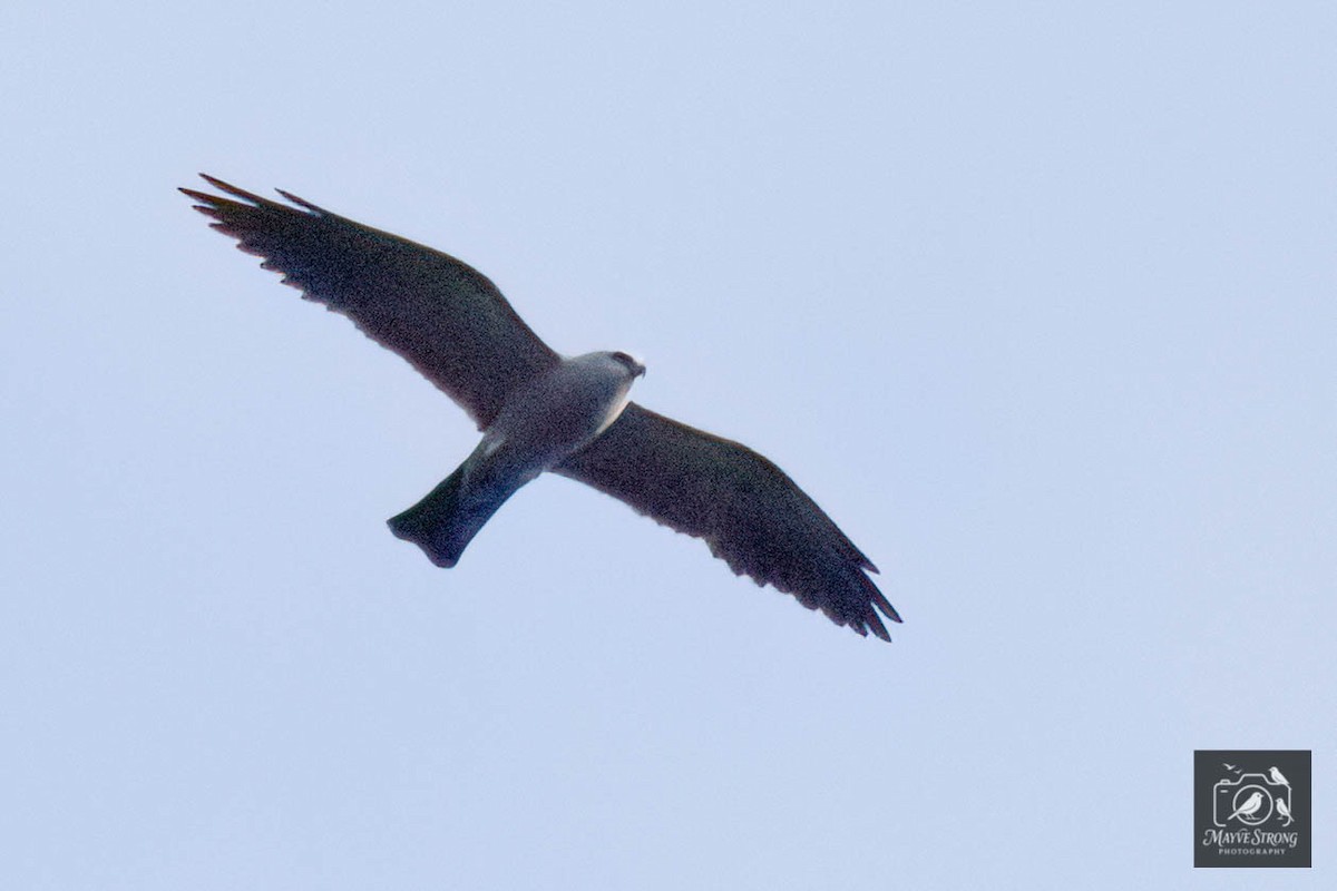 Mississippi Kite - ML638598771