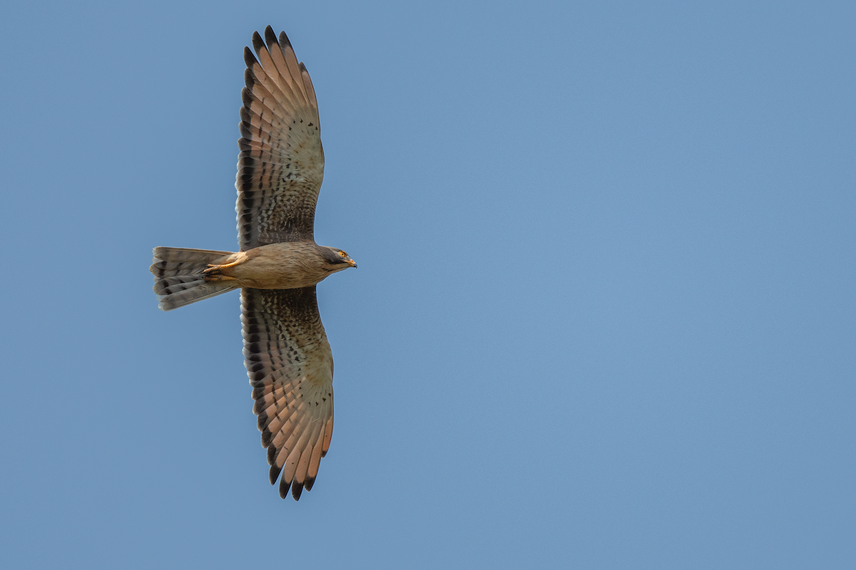 Grasshopper Buzzard - ML638598773