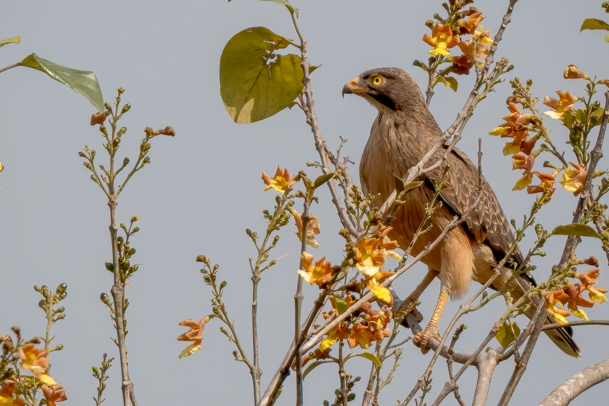 Grasshopper Buzzard - ML638598774