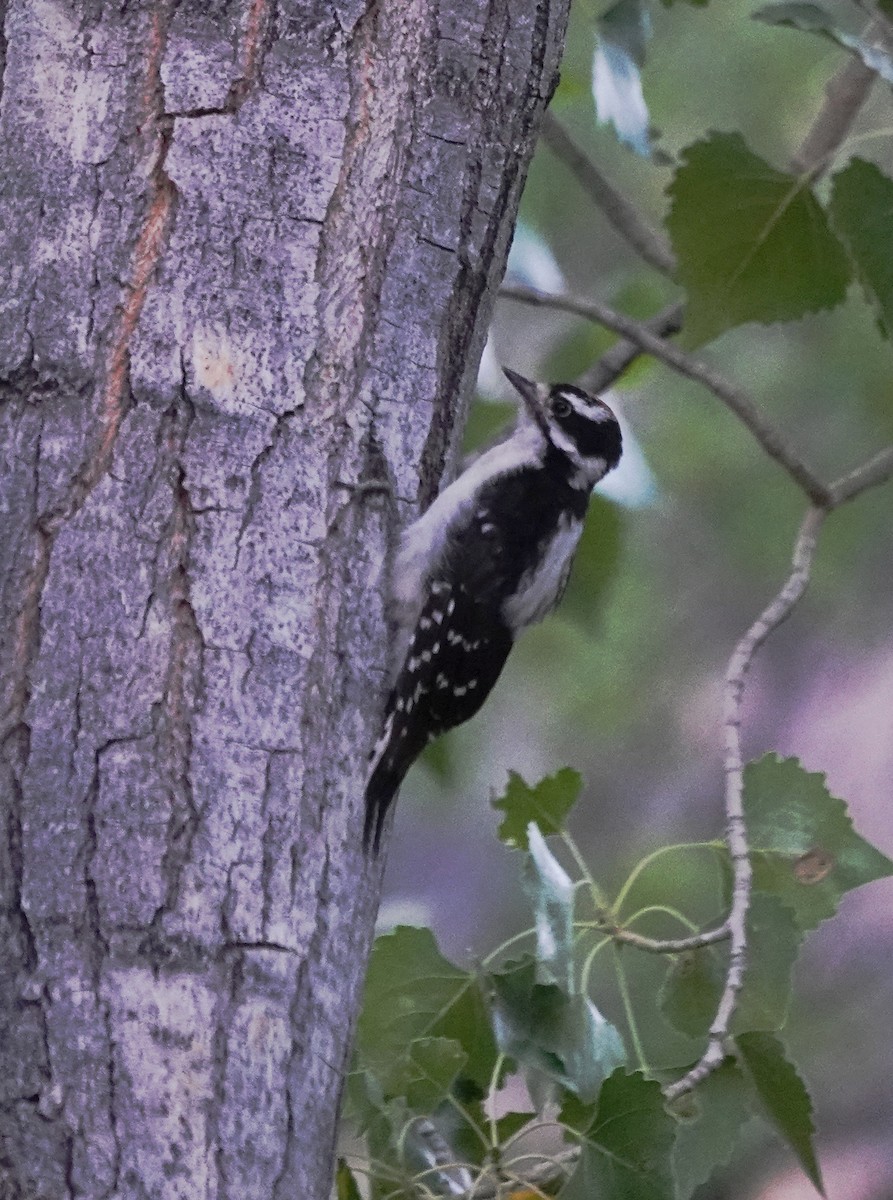 Downy Woodpecker - ML638598789