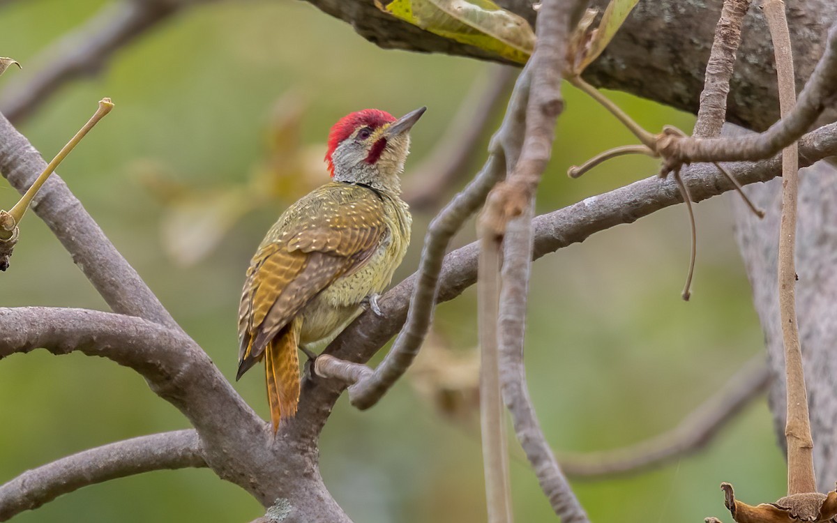 Fine-spotted Woodpecker - ML638598791