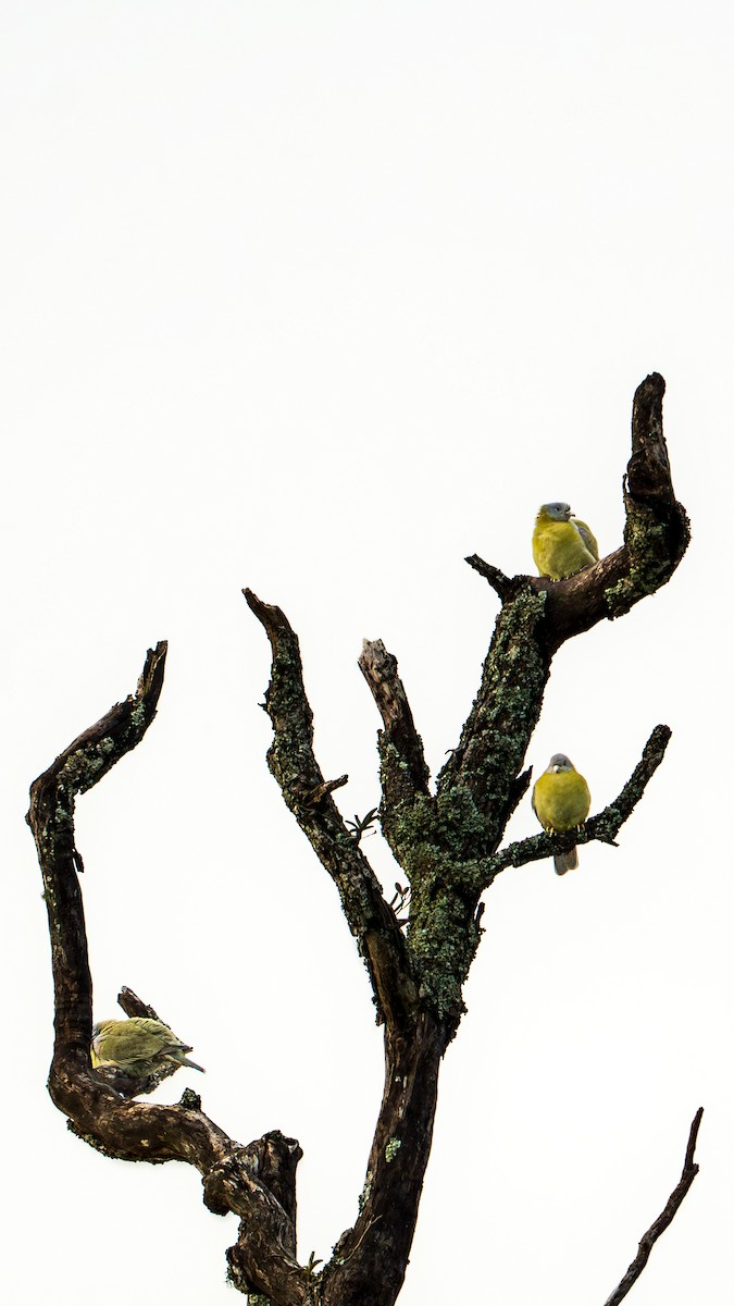 Yellow-footed Green-Pigeon - ML638598797