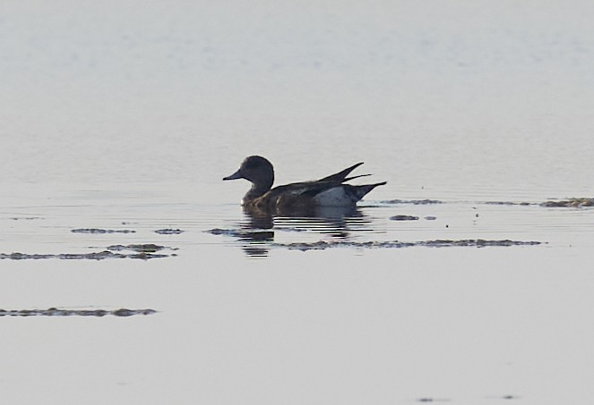 American Wigeon - ML638598820