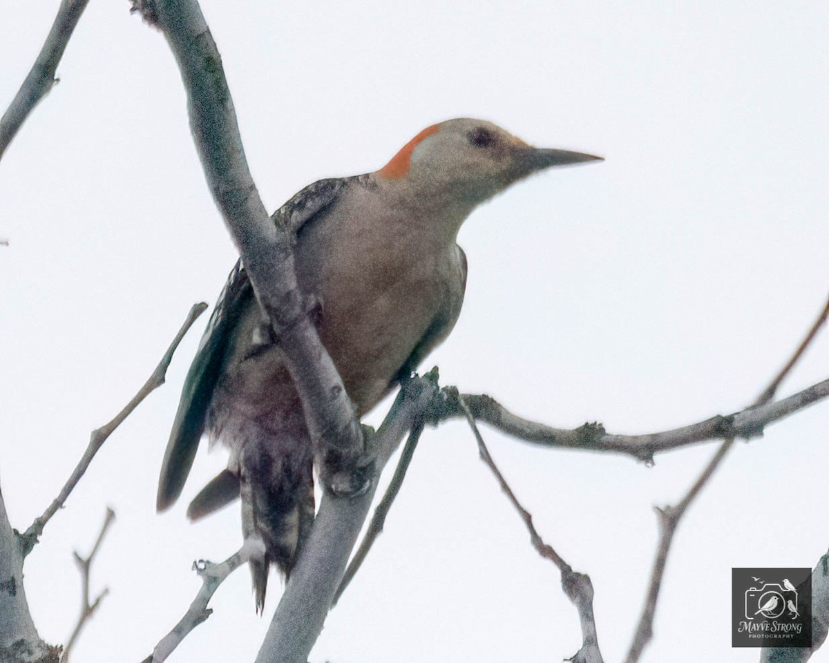 Red-bellied Woodpecker - ML638598842