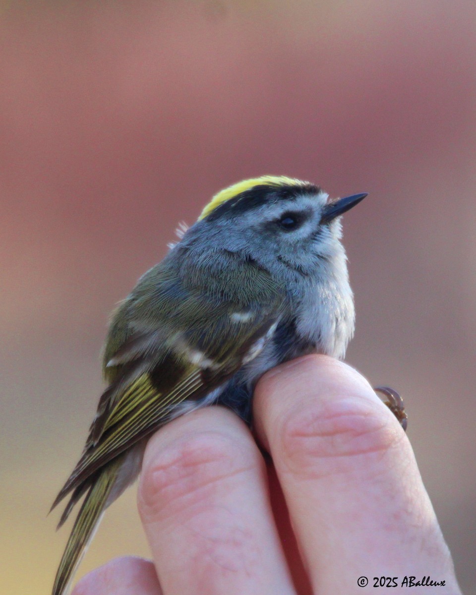 Golden-crowned Kinglet - ML638598844