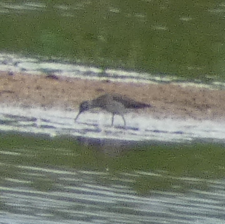 Wood Sandpiper - ML638598853