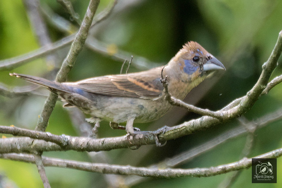Blue Grosbeak - ML638598855